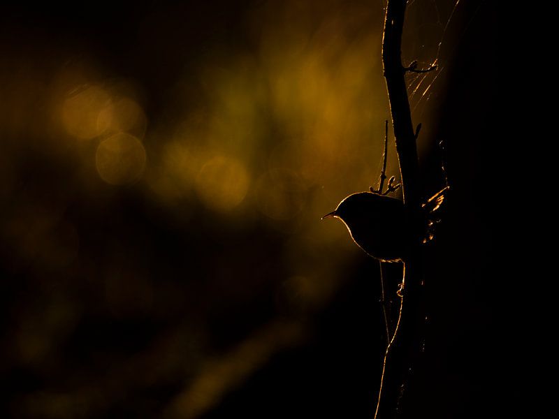 Winterkoninkje met tegenlicht par Erik Veldkamp