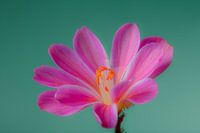 Pink & Green Front