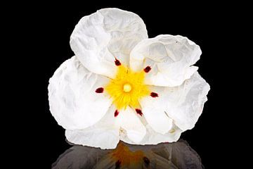 Wilde rots roos close up - Cistus ladanifer van Eye on You