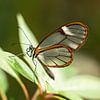 glass wing butterfly by gea strucks