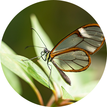 glasvleugel vlinder van gea strucks