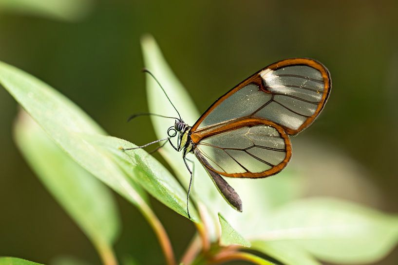 glass wing butterfly by gea strucks