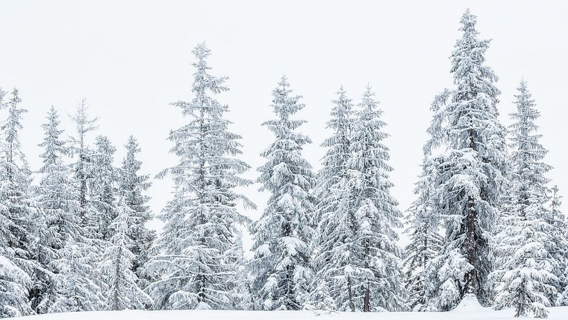 Waldlandschaft "Weiße Wächter im Schnee" von Coen Weesjes
