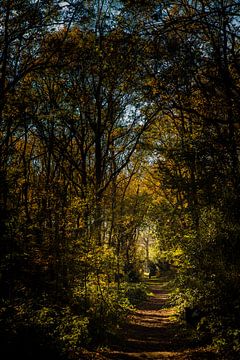 Verticaal beeld pad door het bos van Linsey Aandewiel-Marijnen