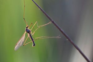 Langbeinige Mücke
