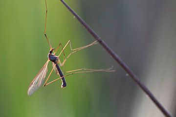 Long-legged mosquito by Tom Hengst