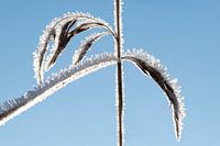 Schilf mit Eiskristallen
