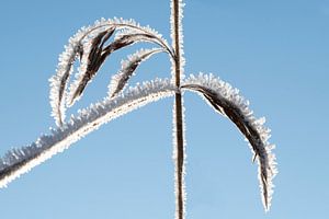 Riet met ijskristallen van Anjo Kan