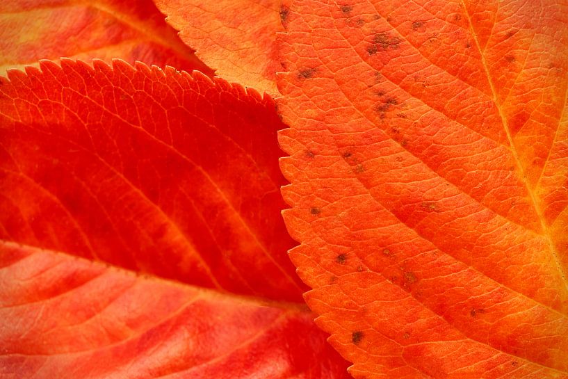 Feuilles d'automne par Harry Wedzinga