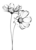 Cosmos love