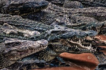 Crocodiles by Ferdinand Mul