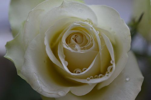 white rose with water droplets close-up