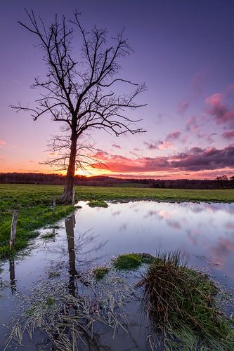 Waterdans by Maurice Hertog