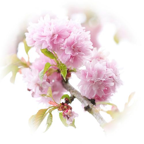 Roze bloesem van de Japanse Sierkers