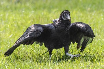 black vulture by Loek Lobel