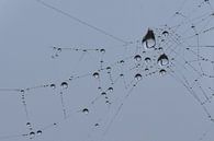Druppels in spinnenweb blauwe achtergrond von Sascha van Dam Miniaturansicht