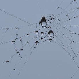 Druppels in spinnenweb blauwe achtergrond van Sascha van Dam