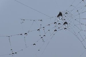Druppels in spinnenweb blauwe achtergrond sur Sascha van Dam