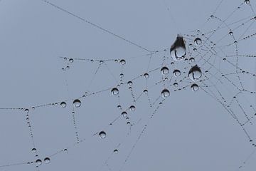 Druppels in spinnenweb blauwe achtergrond
