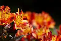Colourful flowers in the botanical gardens
