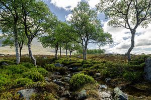 Landscape in Norway von Gijs de Kruijf