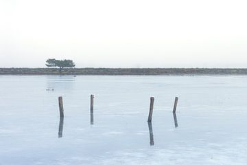 Dwingelderveld (Nederland) van Marcel Kerdijk