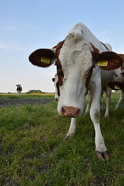 Cow 1264 by Erik Buitenhuis