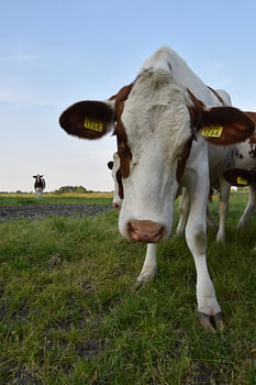 Cow 1264