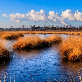 Frozen Triplets by Christel Stevens