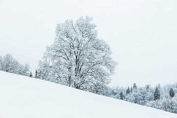 Schneebedeckter Baum am Hang