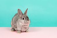 Rabbit in pink and blue by Elles Rijsdijk thumbnail