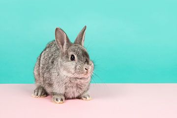 Rabbit in pink and blue by Elles Rijsdijk