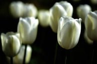 Witte tulpen II van Jessica Berendsen thumbnail