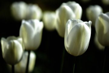 Witte tulpen II van Jessica Berendsen