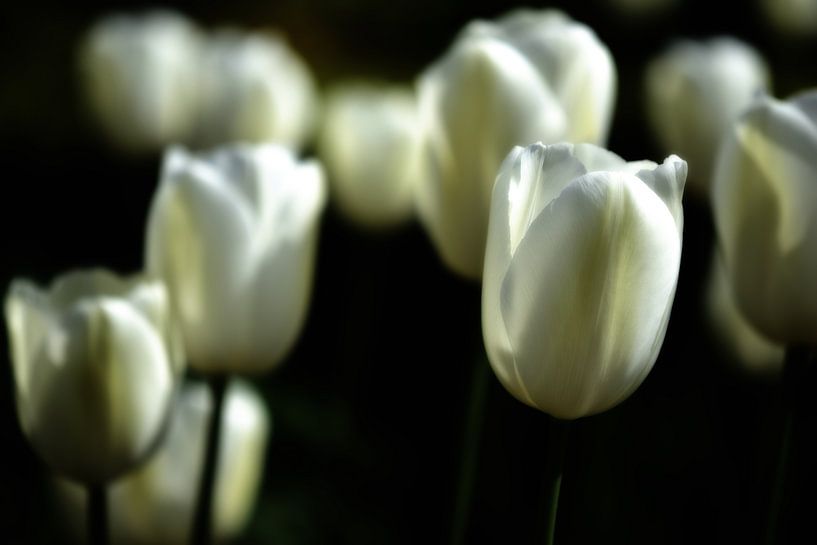 Witte tulpen II van Jessica Berendsen