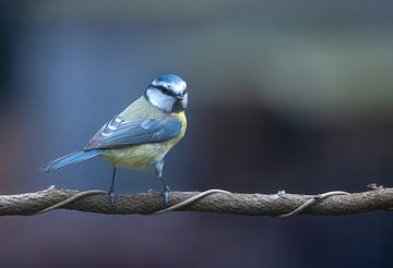 Mésange bleue sur arnemoonsfotografie