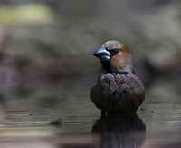 Shadows in the pond