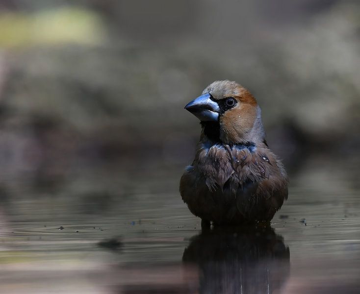 Shadows in the pond by Zeno Swijtink