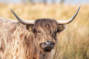 Porträt eines schottischen Highlanders