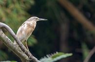 Portretfoto van een ralreiger van Sven Scraeyen thumbnail