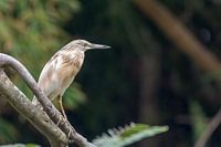 Portretfoto van een ralreiger