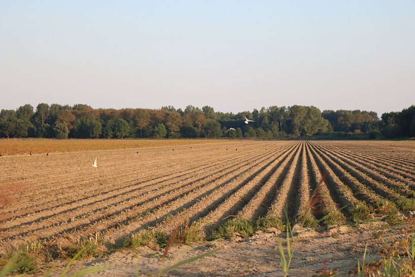 Ploughed Landscape by Rosalie Broerze