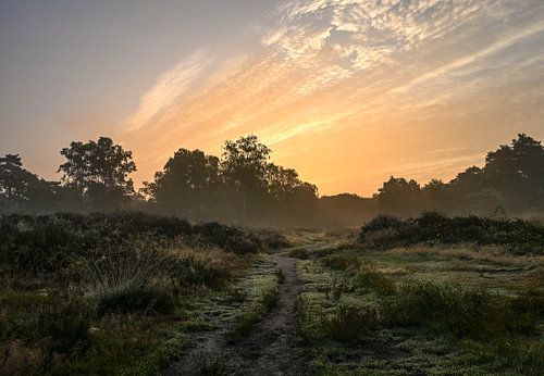 Wolfhezerheide part 129