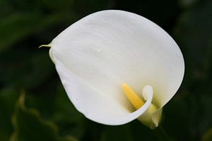 Aron calice dans la rosée du matin