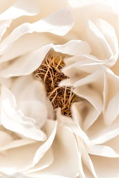 Witte roos van Dominique van Ojik