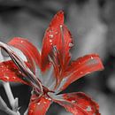 De rode kleur van een plant in zwart-wit van Veluws thumbnail