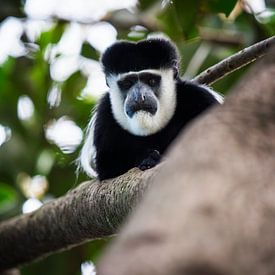 Een Oostelijke Colobus aap bij het Naivashameer in Kenia. van Rogier Muller
