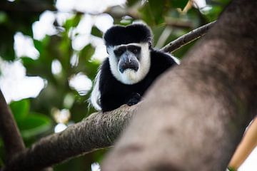 Een Oostelijke Colobus aap bij het Naivashameer in Kenia. van Rogier Muller