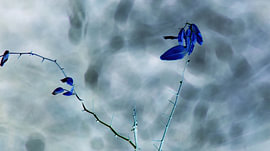 Cobalt Leaves on Thorny Branches by Skye Studio