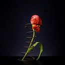 Tulp in spiraal, gevoelsmoment van Matty Maas thumbnail